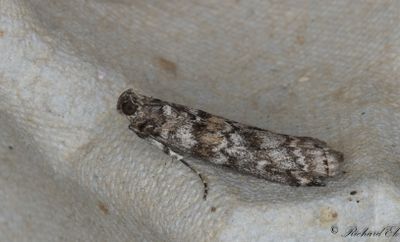 Grankottsmott - Spruce Coneworm (Dioryctria abietella)