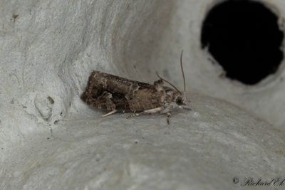 Hggrullvecklare (Eudemis porphyrana)