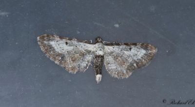 Grbomalmtare - Bordered Pug (Eupithecia succenturiata)