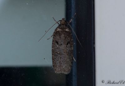 Videplattmal (Agonopterix conterminella)