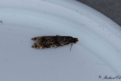 Plommonlavmal - Barred Brown Clothes Moth (Stenoptinea cyaneimarmorella)