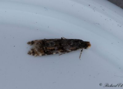 Plommonlavmal - Barred Brown Clothes Moth (Stenoptinea cyaneimarmorella)