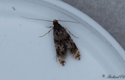 Plommonlavmal - Barred Brown Clothes Moth (Stenoptinea cyaneimarmorella)