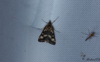 Dubbelbandat ljusmott (Pyrausta ostrinalis)