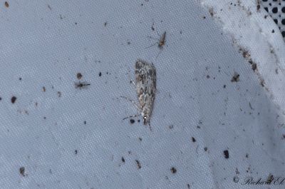 Ekskogsugglemott - Base-lined Grey (Scoparia basistrigalis)