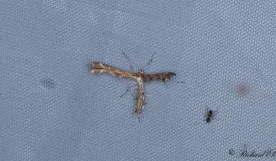 Grfibblefjdermott - Downland Plume (Oxyptilus pilosellae)