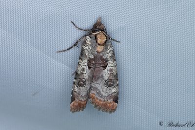 Gråvattrat bandfly (Epilecta linogrisea)