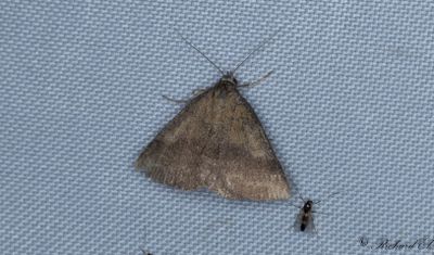 Jungfrulinsfly - Small Purple-barred (Phytometra viridaria)