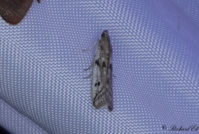 Storpunktskorgmott (Phycitodes binaevella)