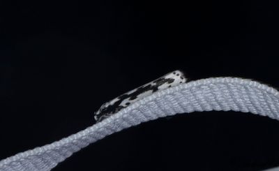 Större stenfrömal (Ethmia pusiella)