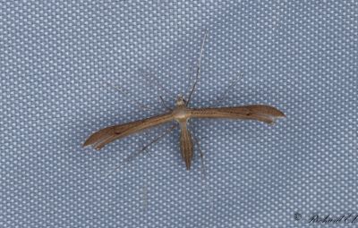 Teveronikefjädermott (Stenoptilia pterodactyla)