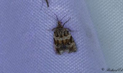 Timjangrundvecklare - Celypha Moth (Celypha cespitana)