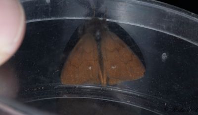 Ljungtofsspinnare (Orgyia antiquoides)