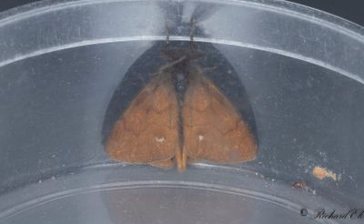 Ljungtofsspinnare (Orgyia antiquoides)
