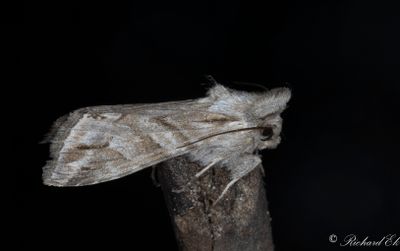 Gråbokapuschongfly (Cucullia fraudatrix)