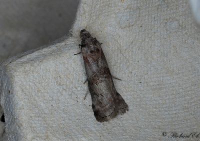 Gråbrunt ekbladsmott (Phycita roborella)