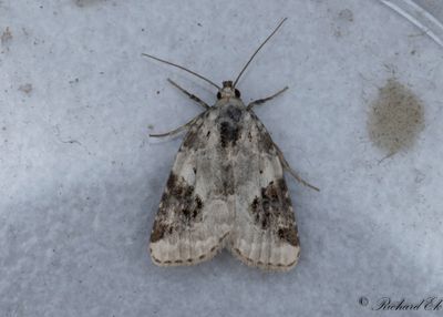 Svartflckigt glansfly - Shining Marbled (Pseudeustrotia candidula)