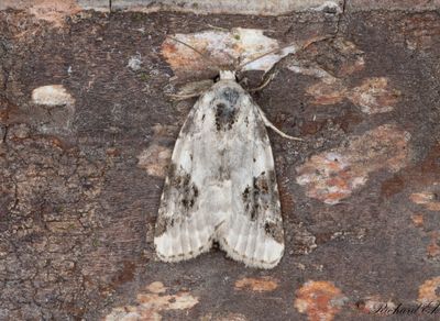 Eustrotiinae