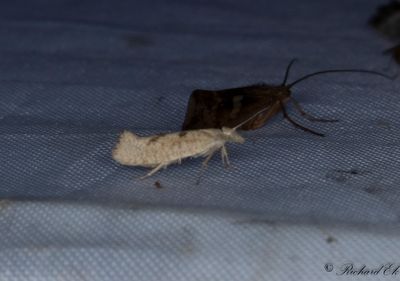 Bergekshstmal (Ypsolopha alpella)