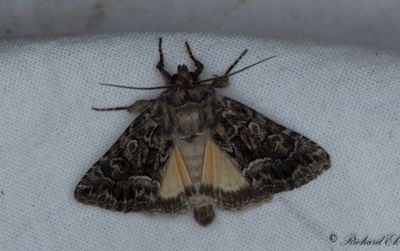 Borstfly - Straw Underwing (Thalpophila matura)