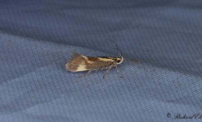 Bågpraktmal (Metalampra cinnamomea)