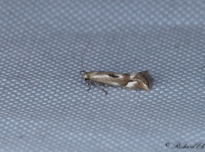 Grusstarrsgräsmal - Bog Dwarf (Elachista utonella)