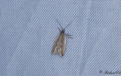 Grrandssikelvecklare - Festooned Roller (Ancylis geminana)