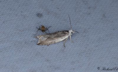 Grårandssikelvecklare - Festooned Roller (Ancylis geminana)