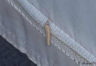Gräsmattemott - Waste Grass-veneer (Pediasia contaminella)