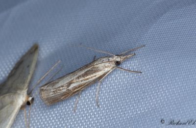 Grässkottsmott (Agriphila inquinatella)
