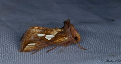 Gulbrunt metallfly - Gold Spot (Plusia festucae)