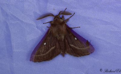 Klöverspinnare - Grass Eggar (Lasiocampa trifolii)