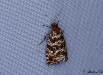 Ljungbrokvecklare (Phiaris schulziana)
