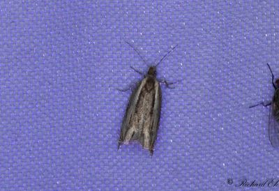 Långsikelvecklare (Ancylis apicella)