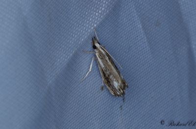 Lövskogsgräsmott (Catoptria verella)
