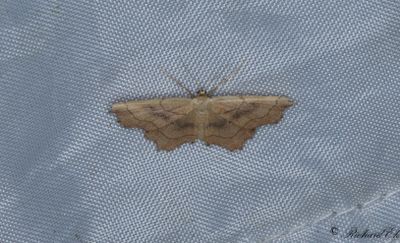 Naggad lövmätare - Small Scallop (Idaea emarginata)