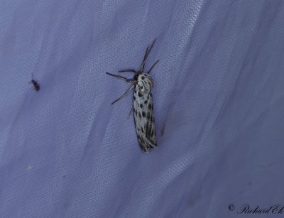 Punkthedspinnare - Speckled Footman (Coscinia cribraria)
