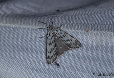 Punkthedspinnare - Speckled Footman (Coscinia cribraria)