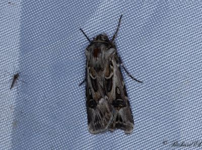 Sprjordfly - Archer's Dart (Agrotis vestigialis)
