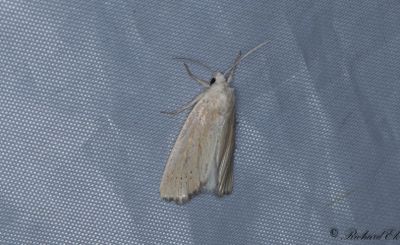 Strandrgsstrfly - Lyme Grass (Longalatedes elymi)