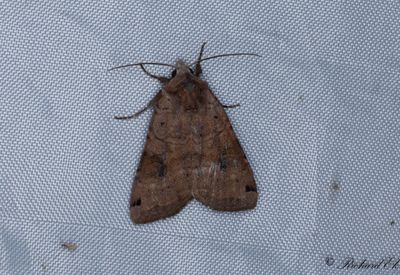 Svartpunktsjordfly - Dotted Clay (Xestia baja) 