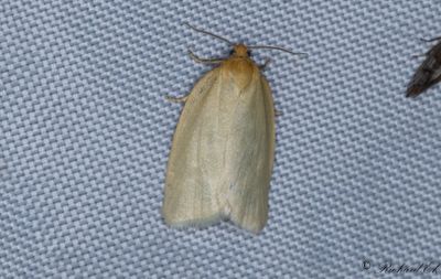 Timotejbredvecklare - Timothy Tortrix (Zelotherses paleana)