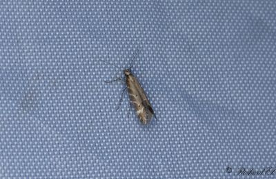 Triftfilosofmal (Aristotelia brizella)