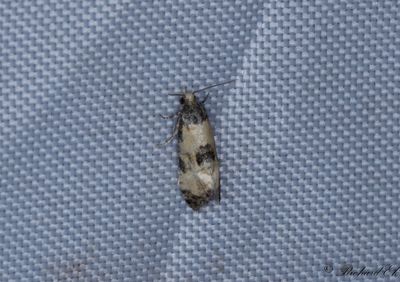 Vithvdad korgblomvecklare (Cochylis dubitana)