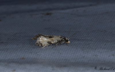 Vithvdad korgblomvecklare (Cochylis dubitana)
