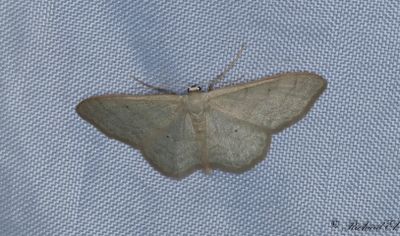 Vglinjelvmtare - Plain Wave (Idaea straminata)