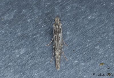 Aspsmalvingemal (Batrachedra praeangusta)