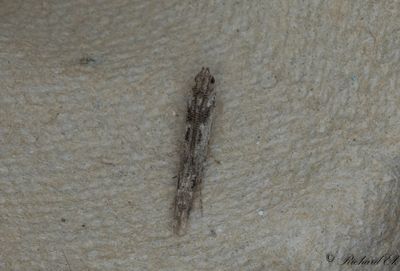 Aspsmalvingemal (Batrachedra praeangusta)