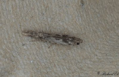 Aspsmalvingemal (Batrachedra praeangusta)