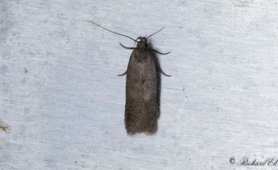 Brun mossmal - Cinereous Groundling (Bryotropha terrella)
